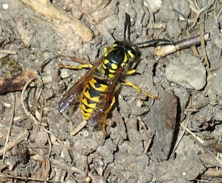 Vespula germanica